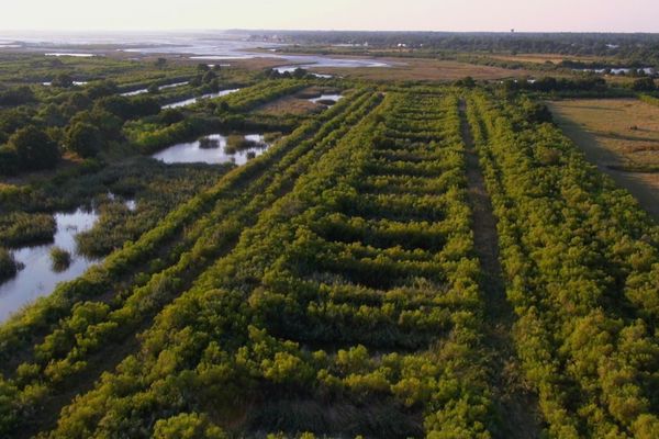 nonfictionplanet-dokumentation-invasion-der-pflanzen-05